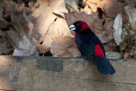 Belize bird crimson collared tanager. – Best Places In The World To Retire – International Living